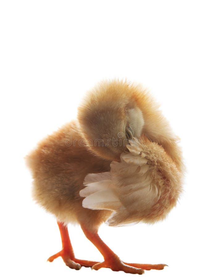 Молодой маленький младенец цыпленока прихорашивается перо оперения крыла изолированное на w